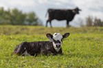 fisher-farm-calf