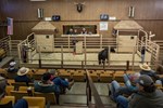lamoni-livestock-auction-floor