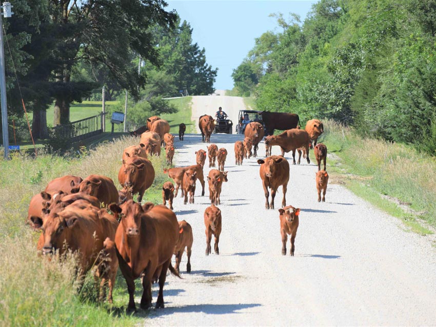 Rowe Family Cattle Moving