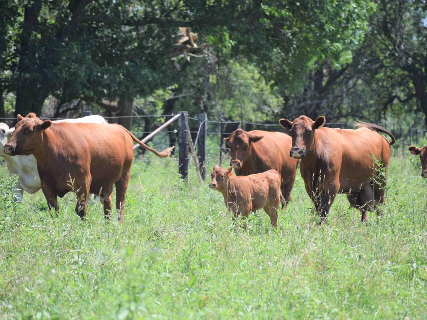 Rowe Family Cattle