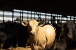 Henderson Cattle Inc.