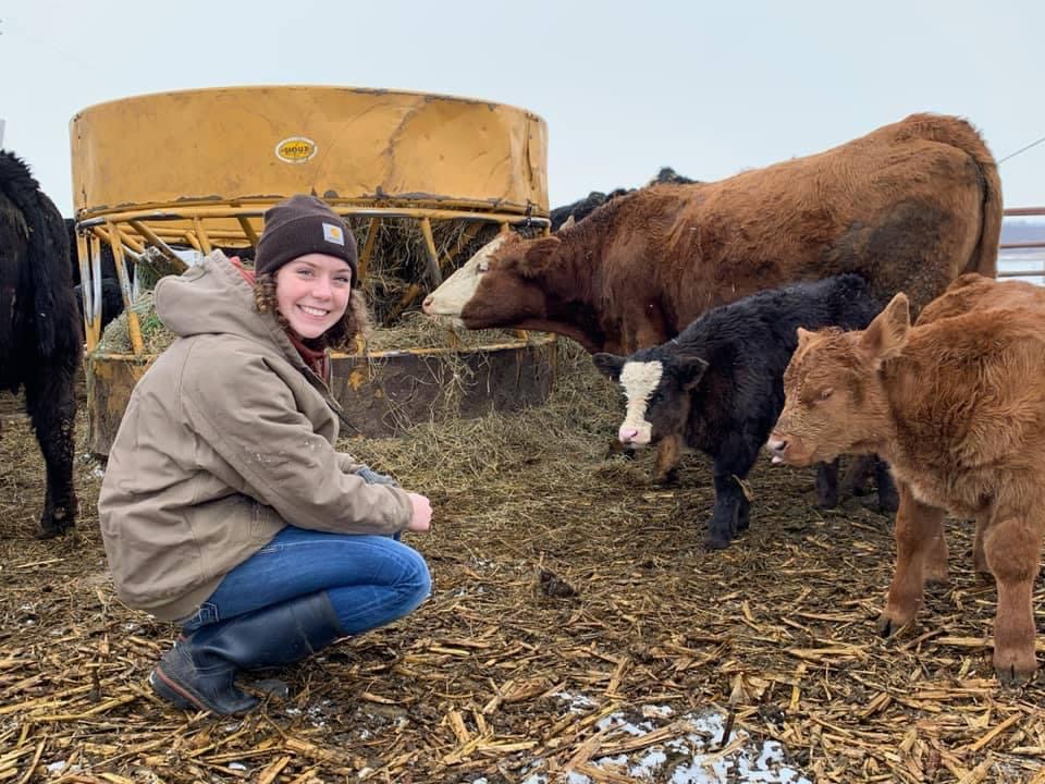 Hope Dohlman Winter Cows