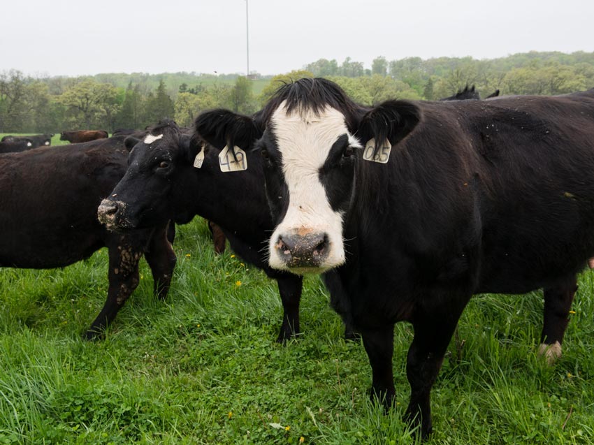 Peters Family Cattle