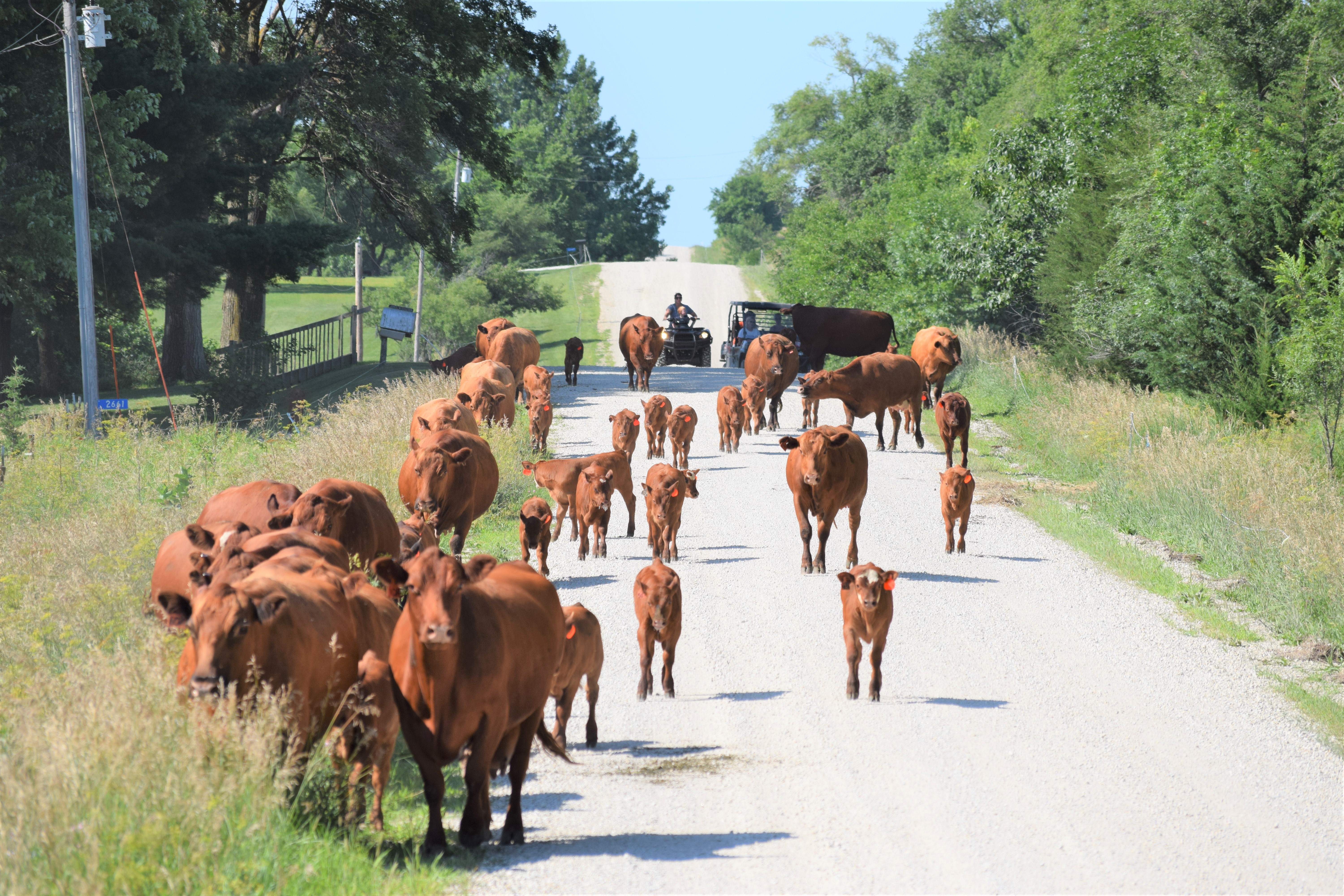 Rowes Red Cows