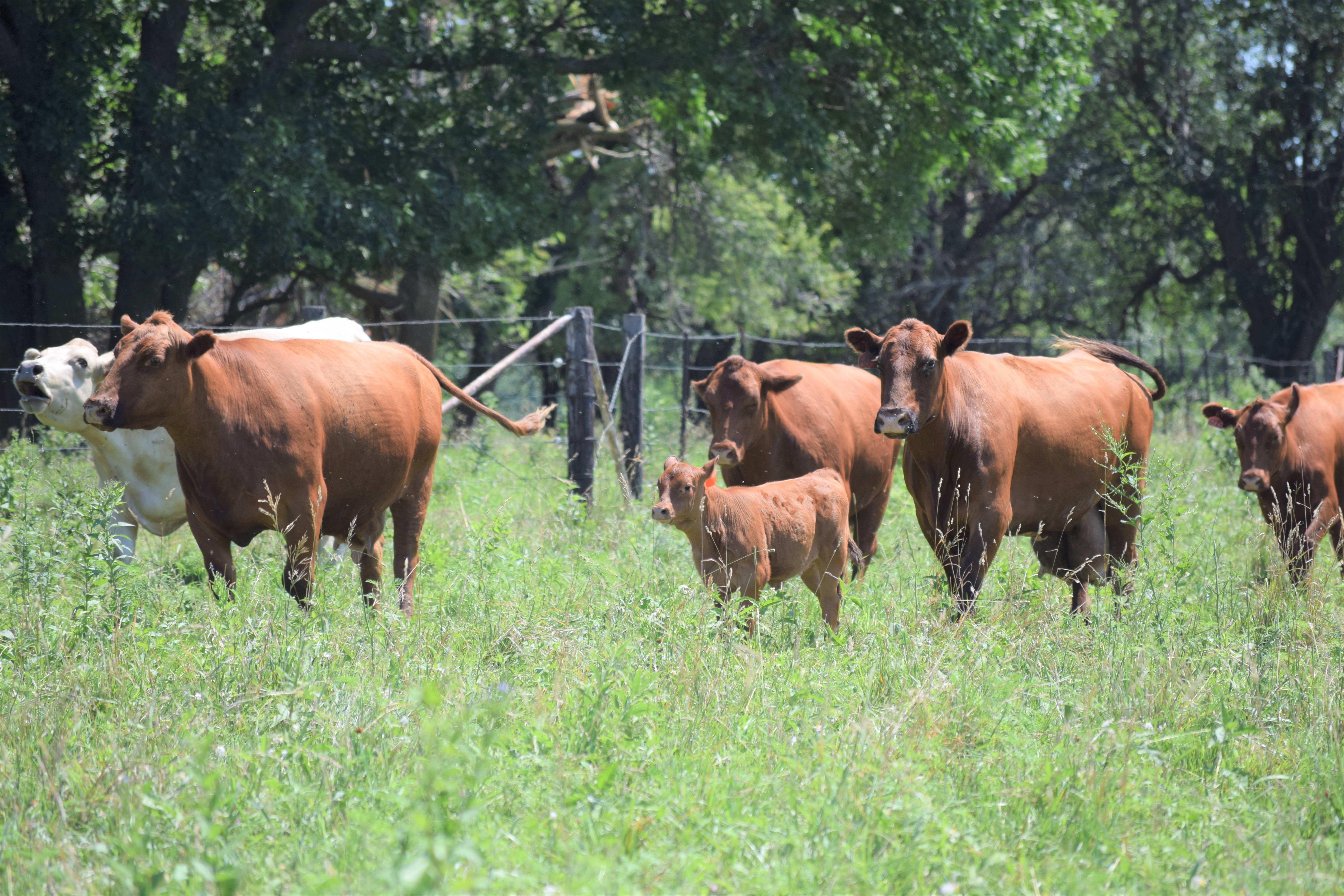 Rowes Red Cows