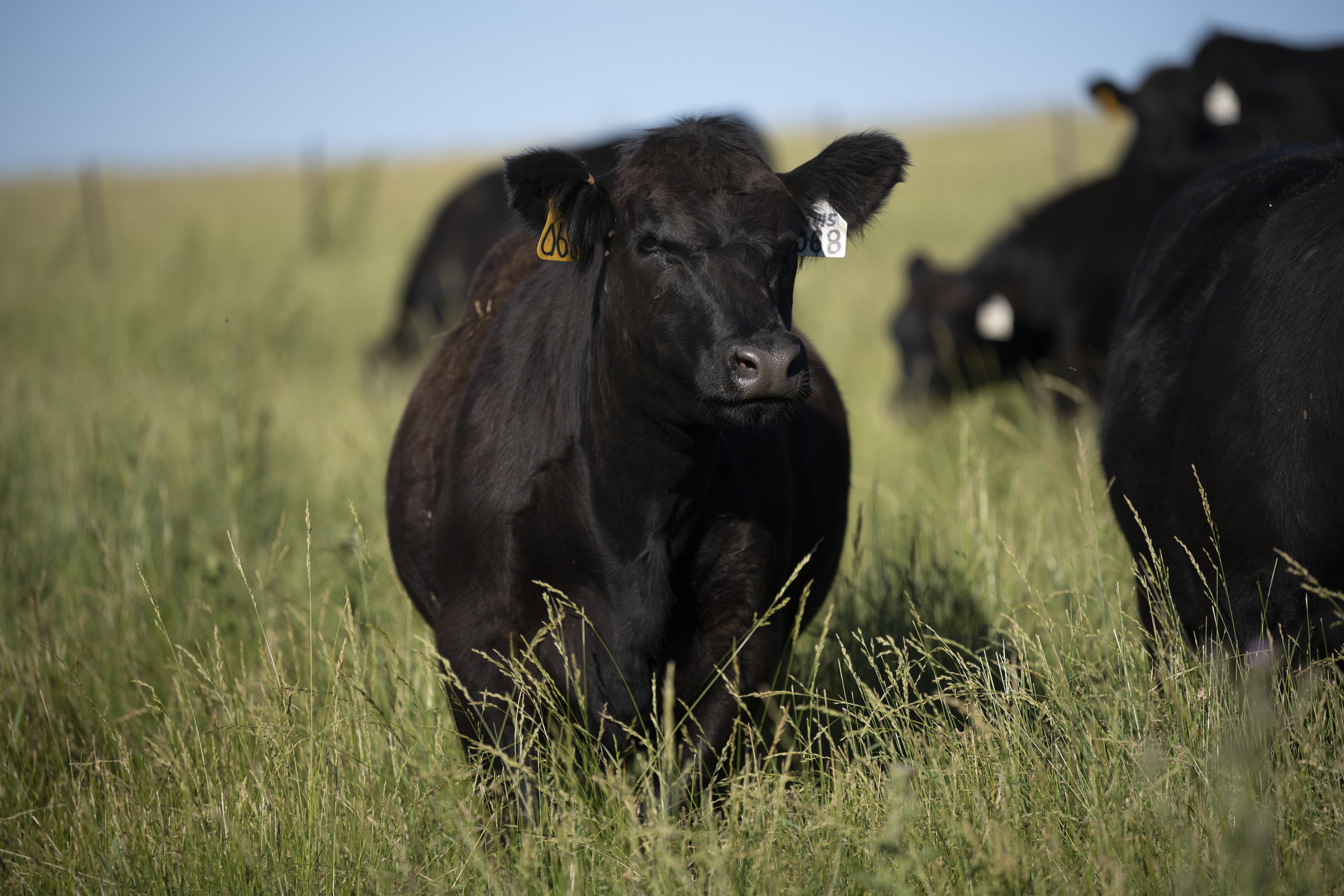 cbb-2021-iowa-ydd4889.jpg