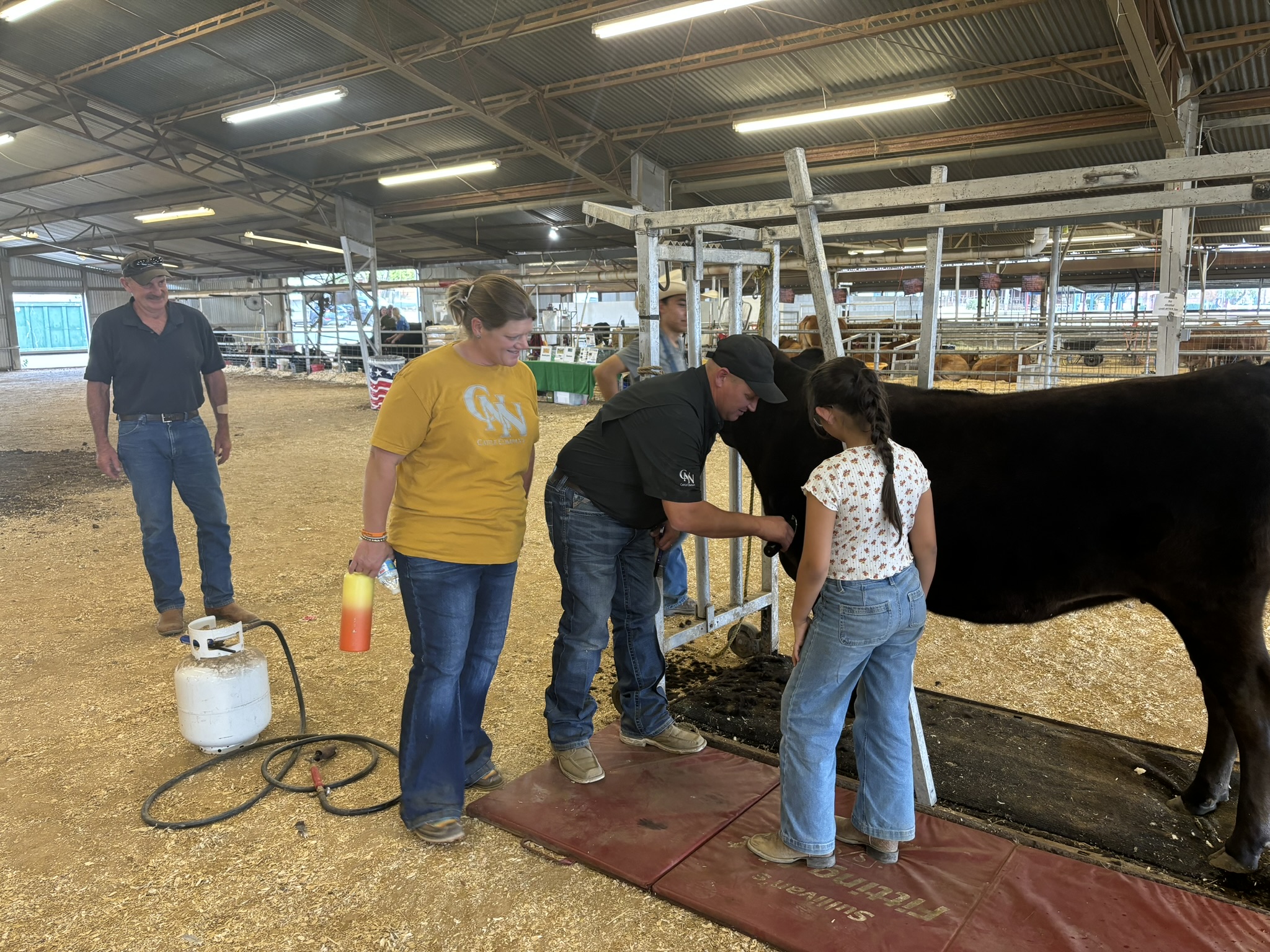 cnn-cattle-company