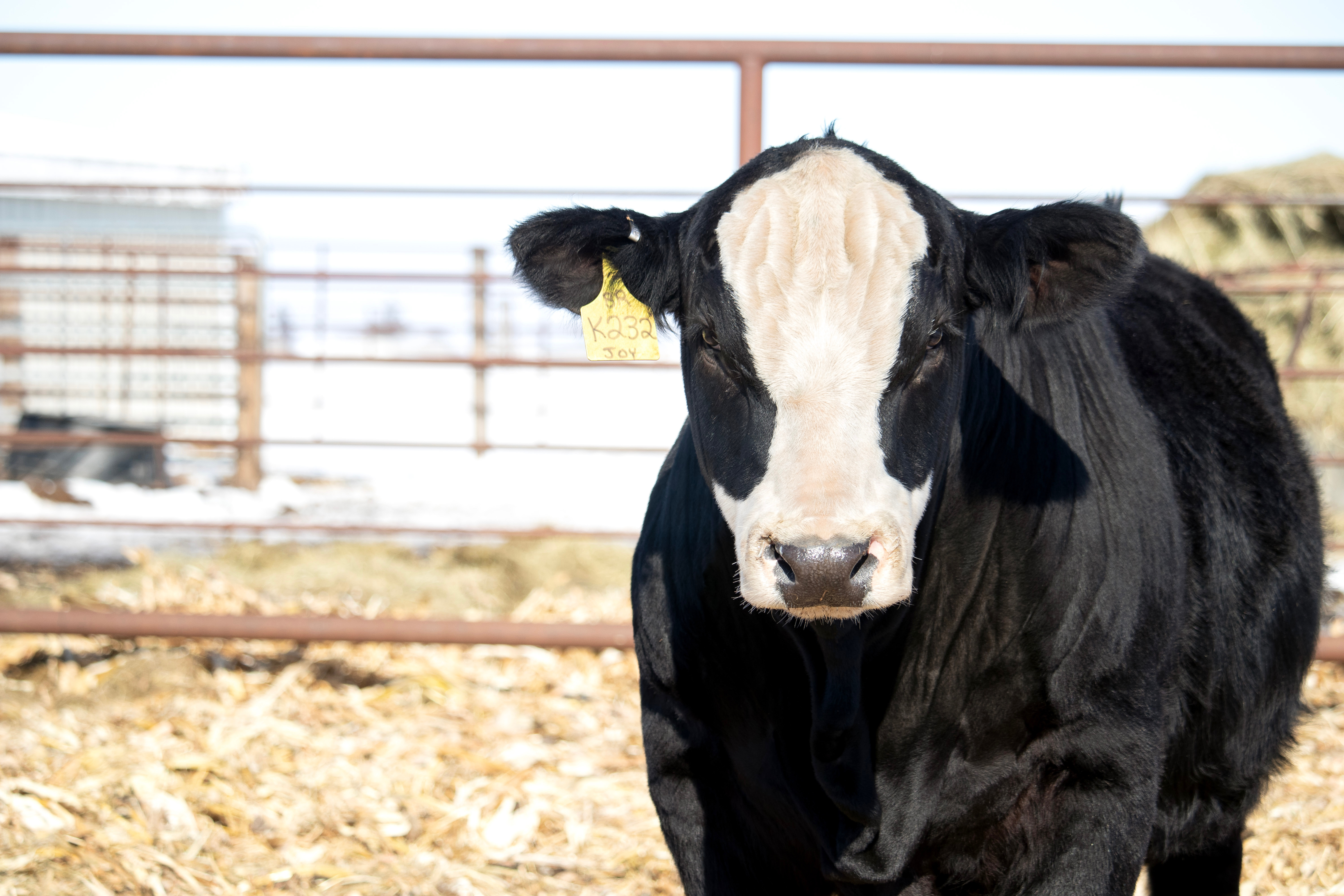 cnn-cattle-company