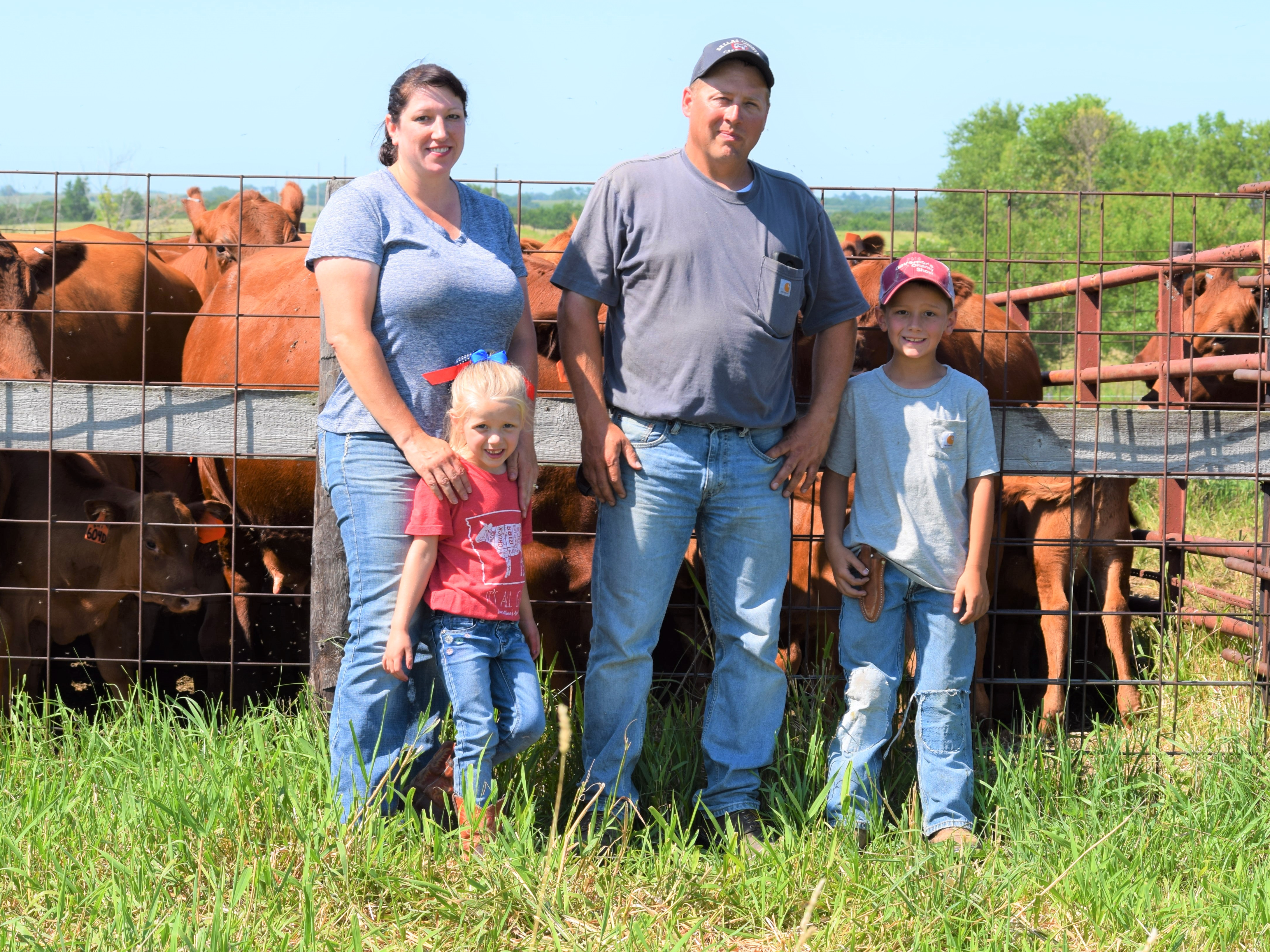Cropped Rowes Red Cows