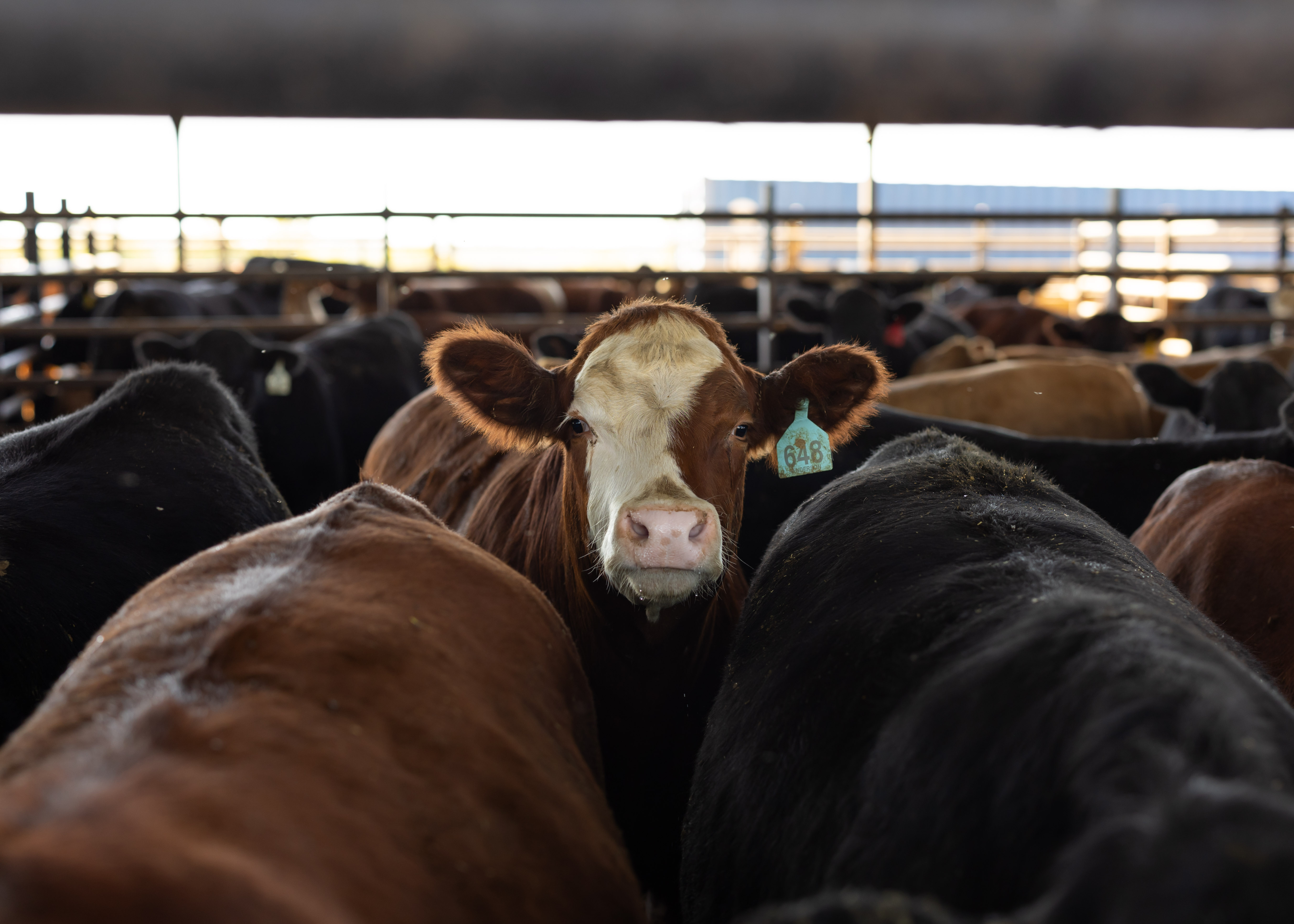 Henderson Cattle Inc.