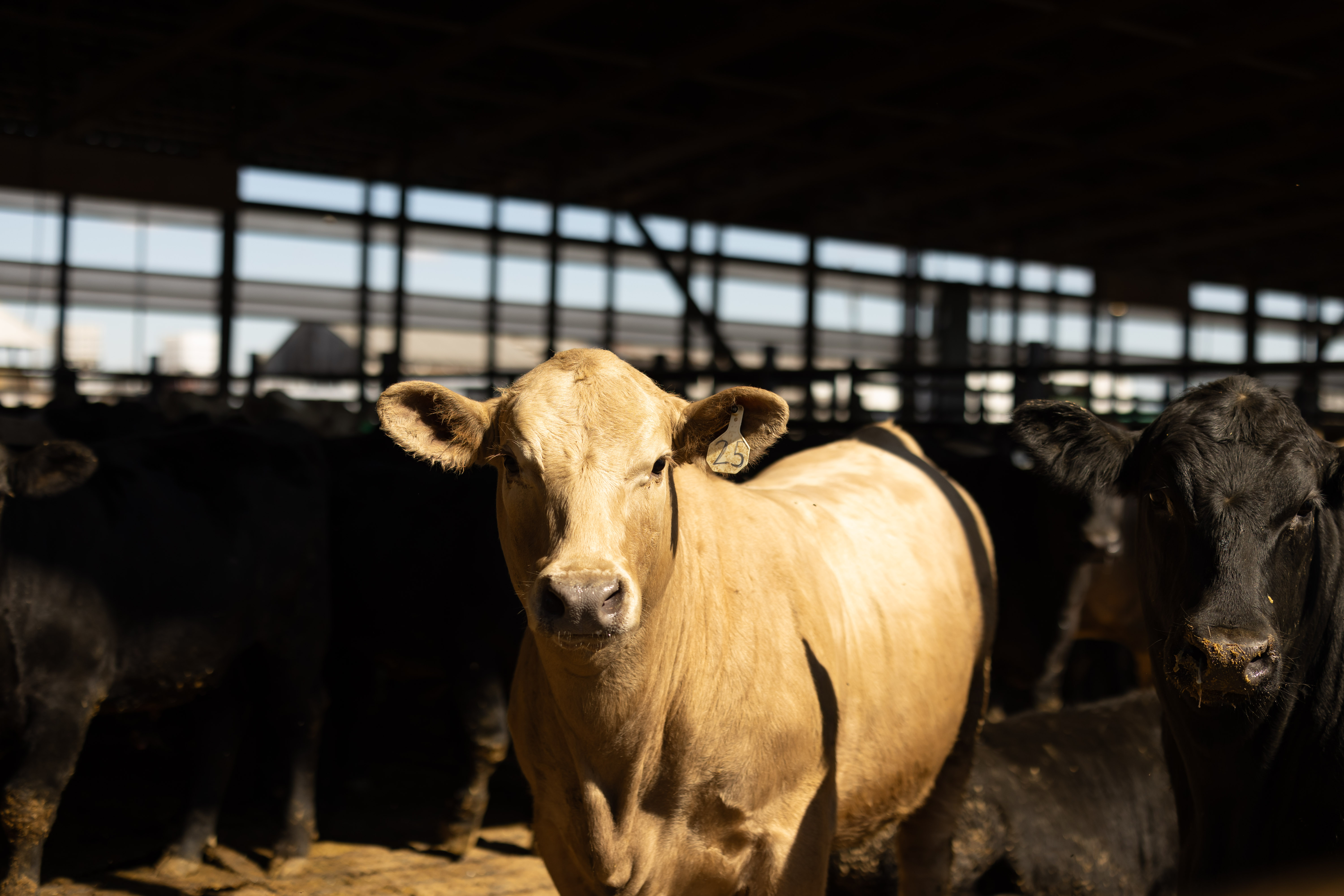 Henderson Cattle Inc.