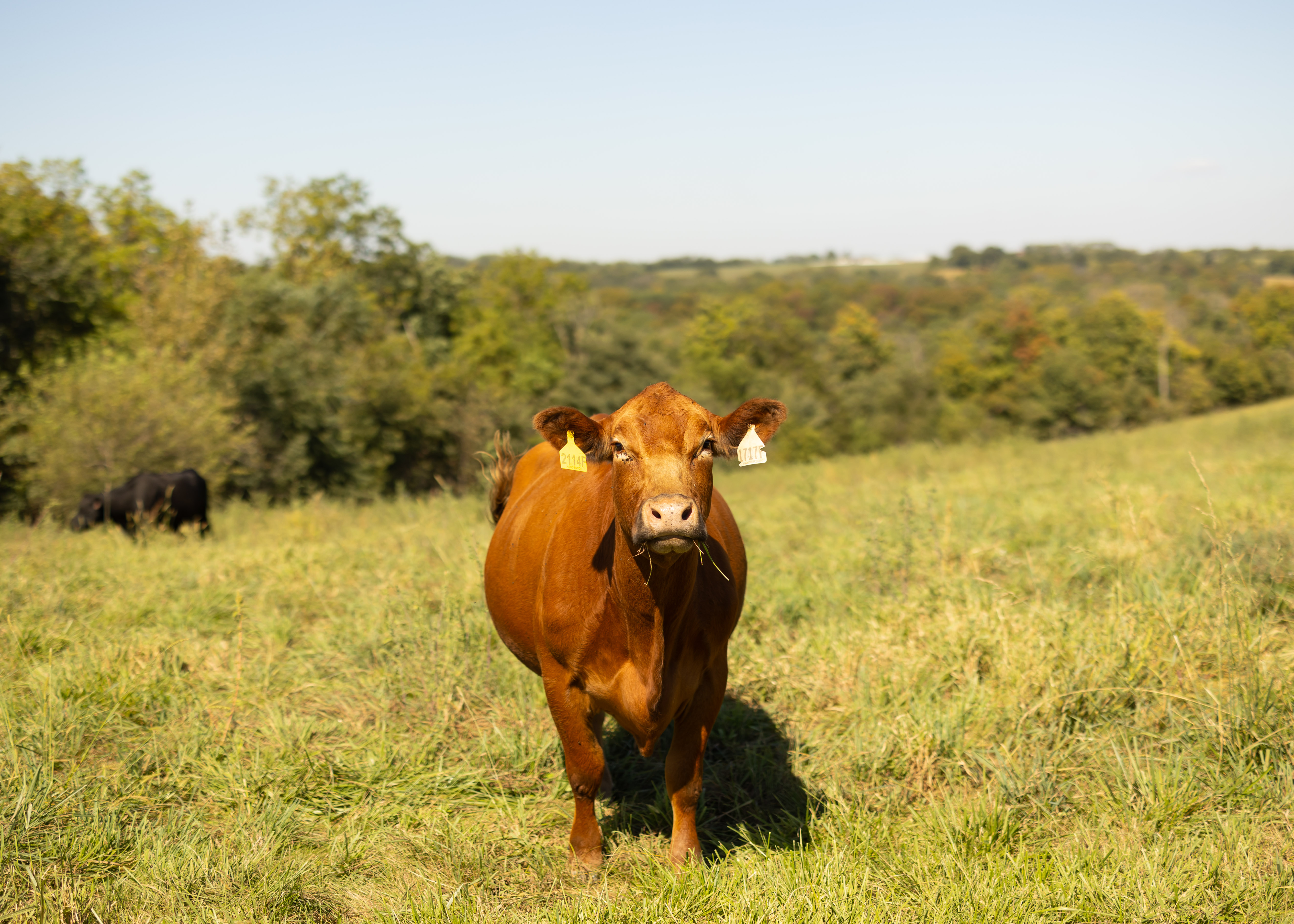 Henderson Cattle Inc.