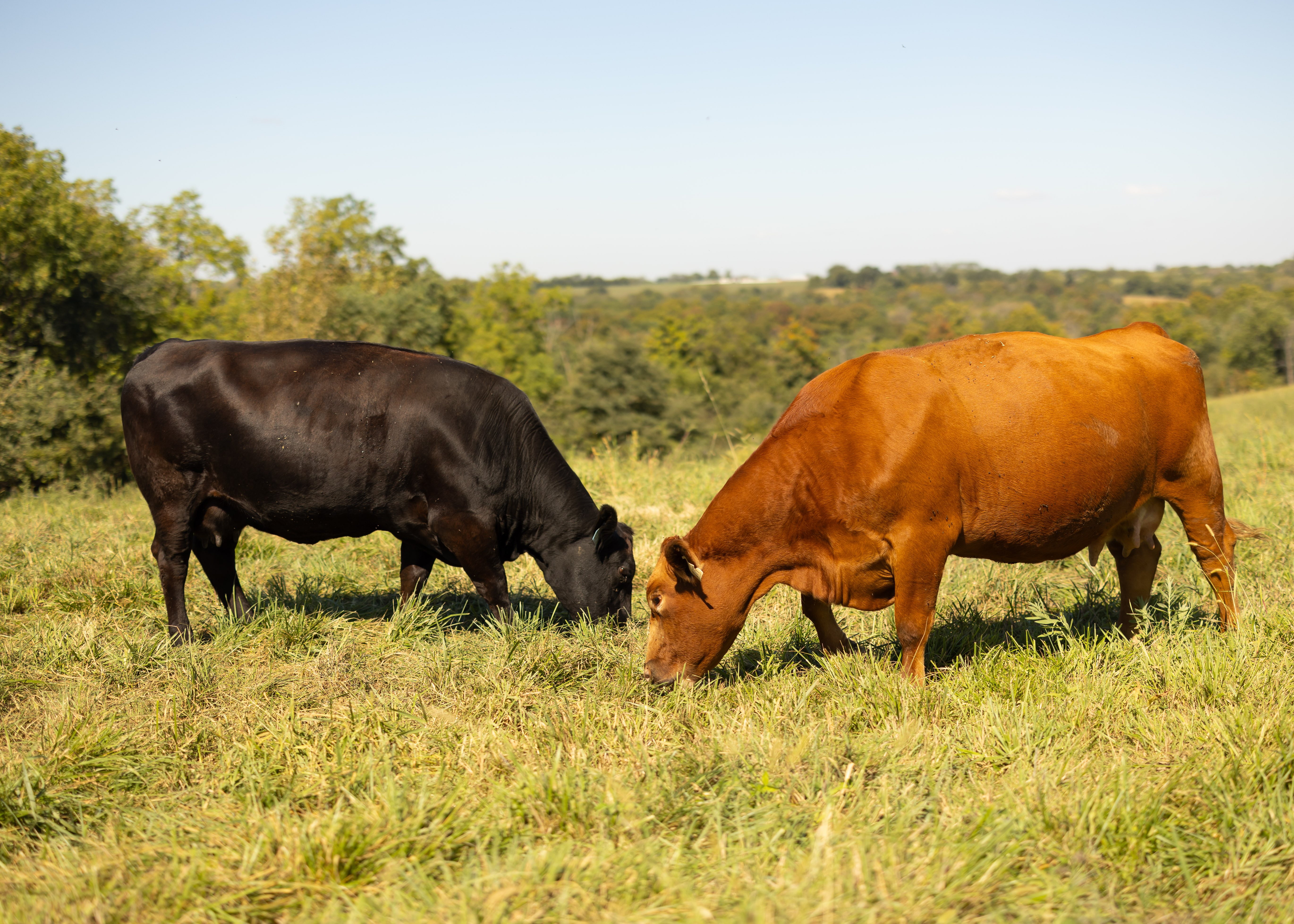 Henderson Cattle Inc.